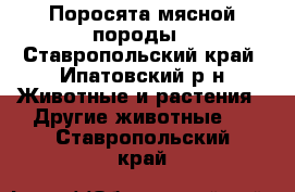 Поросята мясной породы - Ставропольский край, Ипатовский р-н Животные и растения » Другие животные   . Ставропольский край